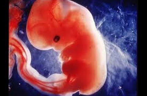 immagine reale di embrione nelle prime settimane di formazione