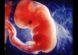 immagine reale di embrione nelle prime settimane di formazione