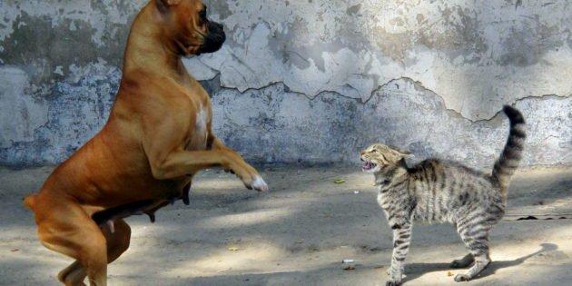incontro / scontro tra un cane boxer e gatto tigrato